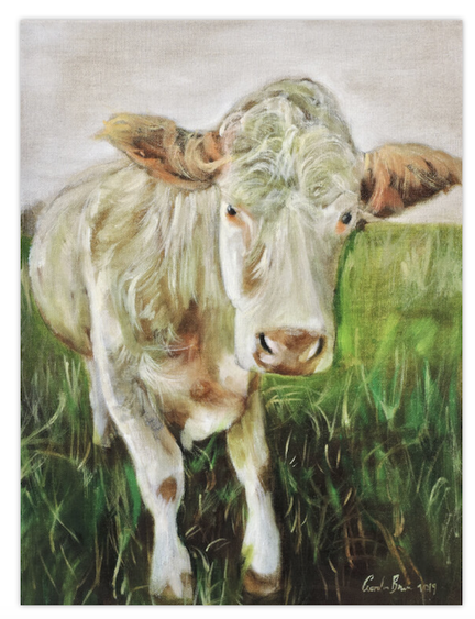 This is an original linen canvas oil painting that measures 16 inches by 12 inches, completed in 2019. A white Aberdeenshire cow.
